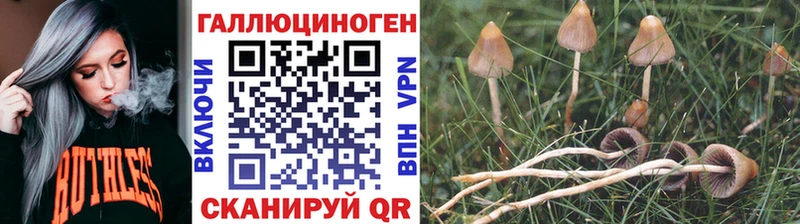 Купить  Боровск  Галлюциногенные грибы MAGIC MUSHROOMS 